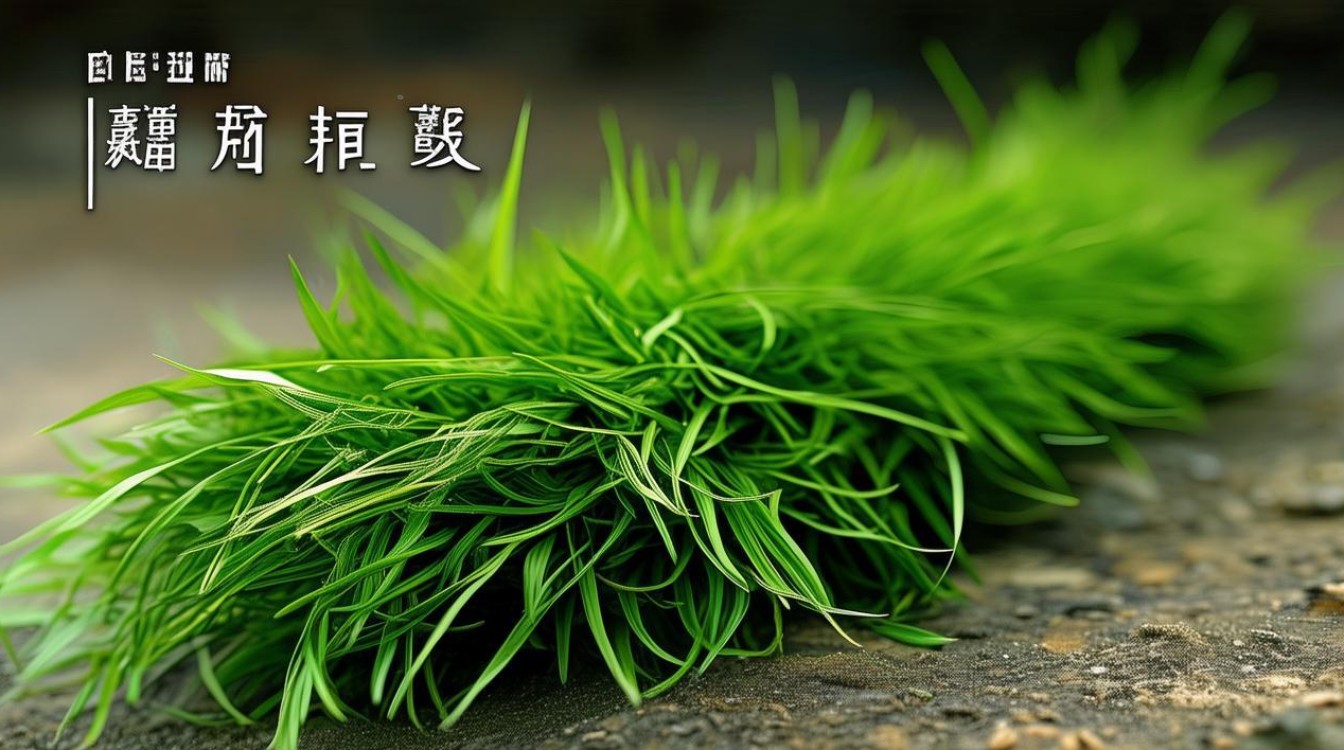 中草药一线草图片