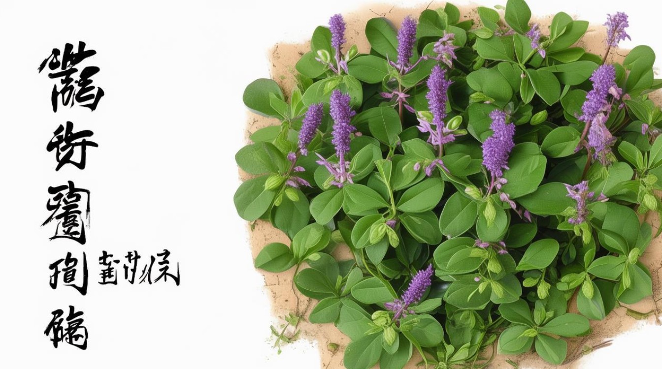 肿鸡草是什么中草药