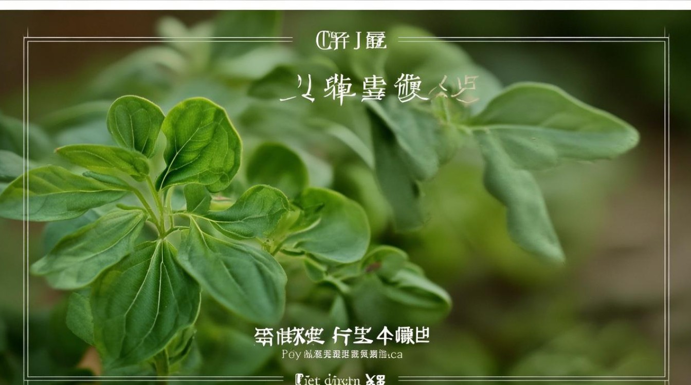 铁吉利药材图片