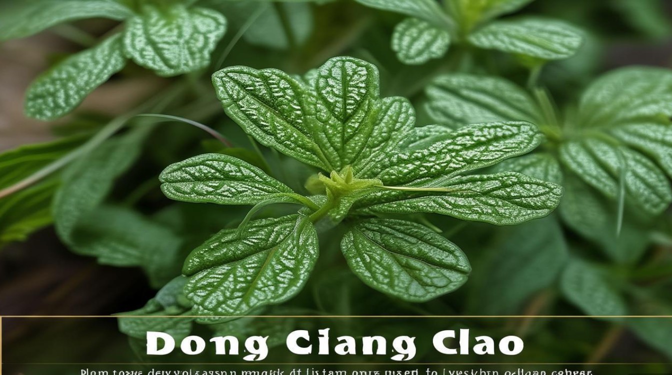中草药材断肠草图片