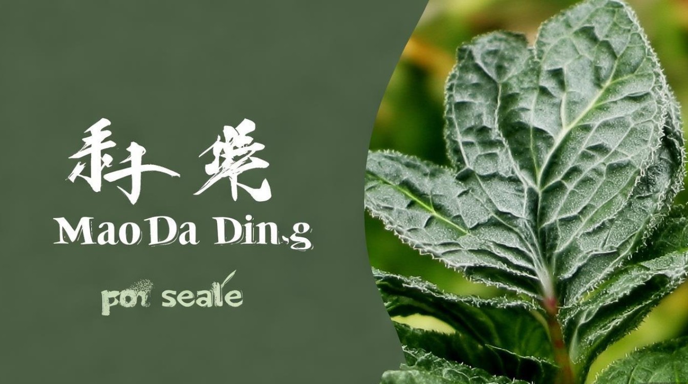求购中草药毛大丁图片
