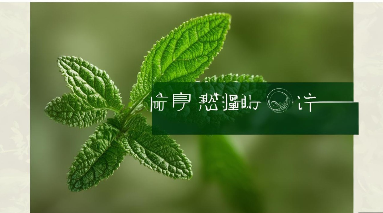 中草药巴拉根的功效
