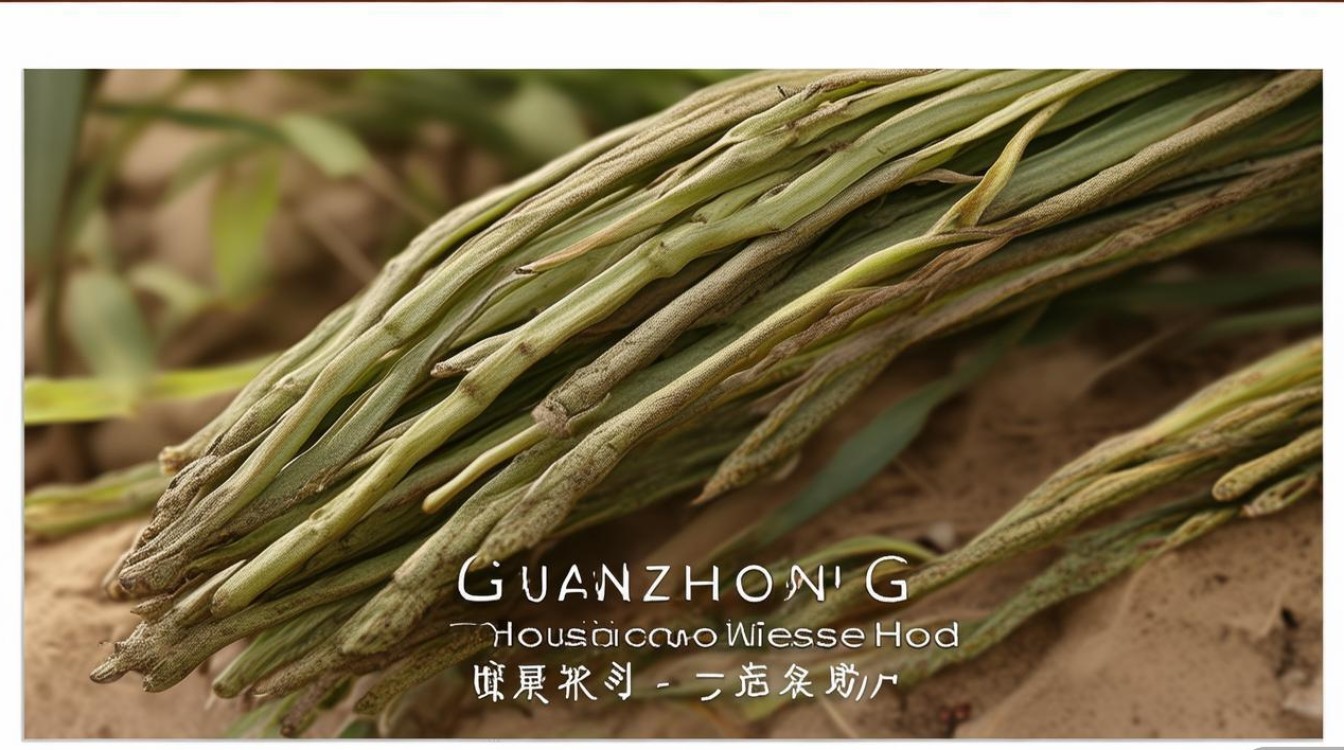 贯仲药材图片