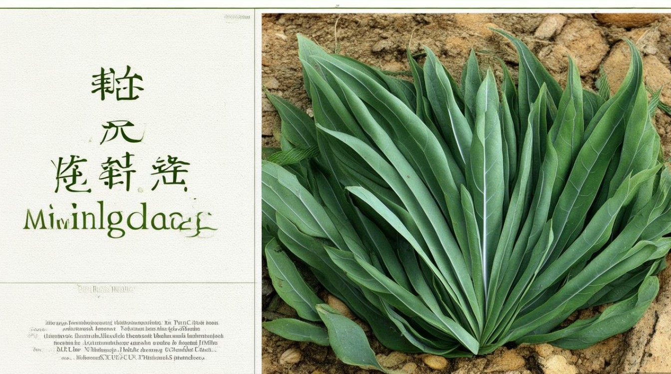 药材明党图片