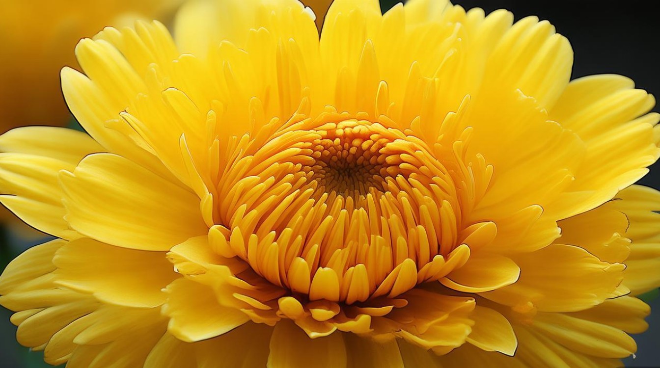 药材菊花花托