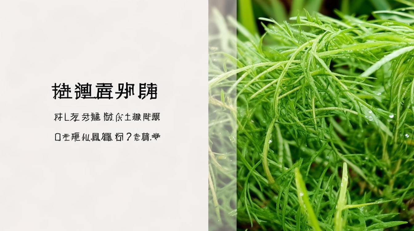 请问那是种什么中草药