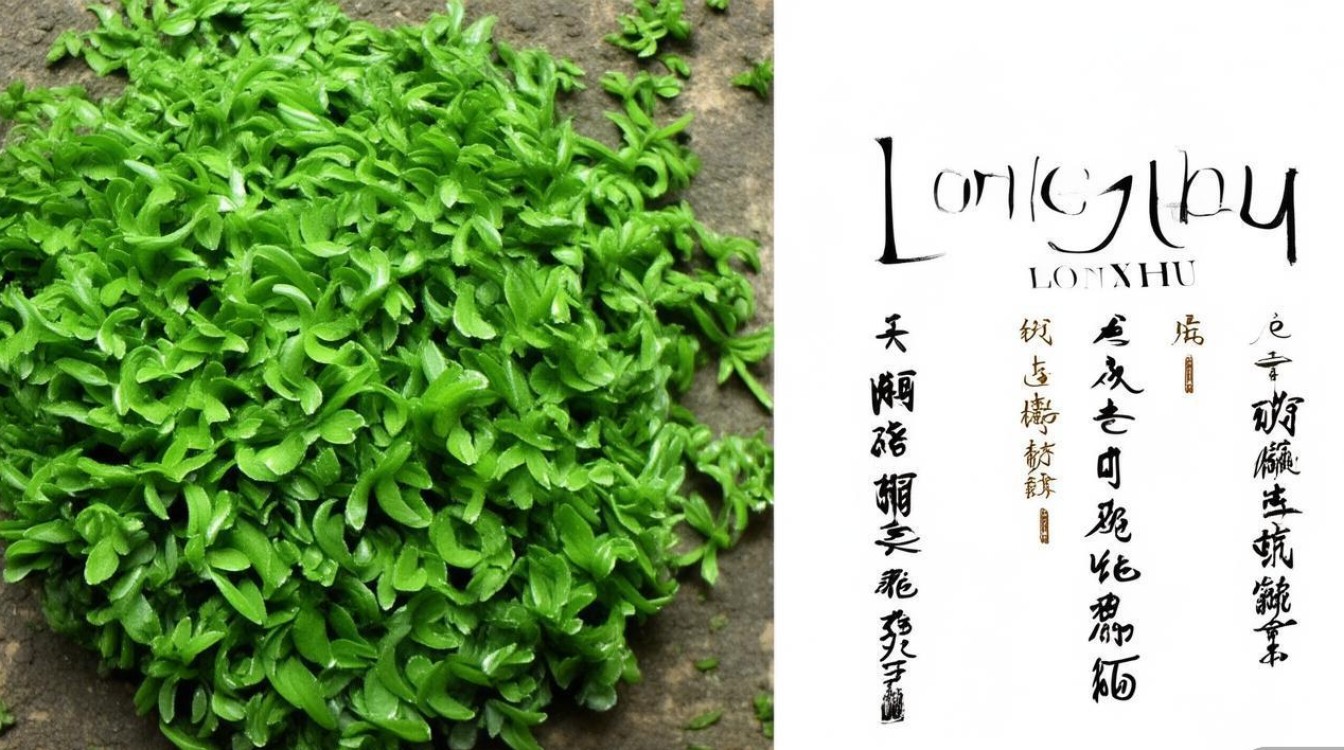 长朱药材图片