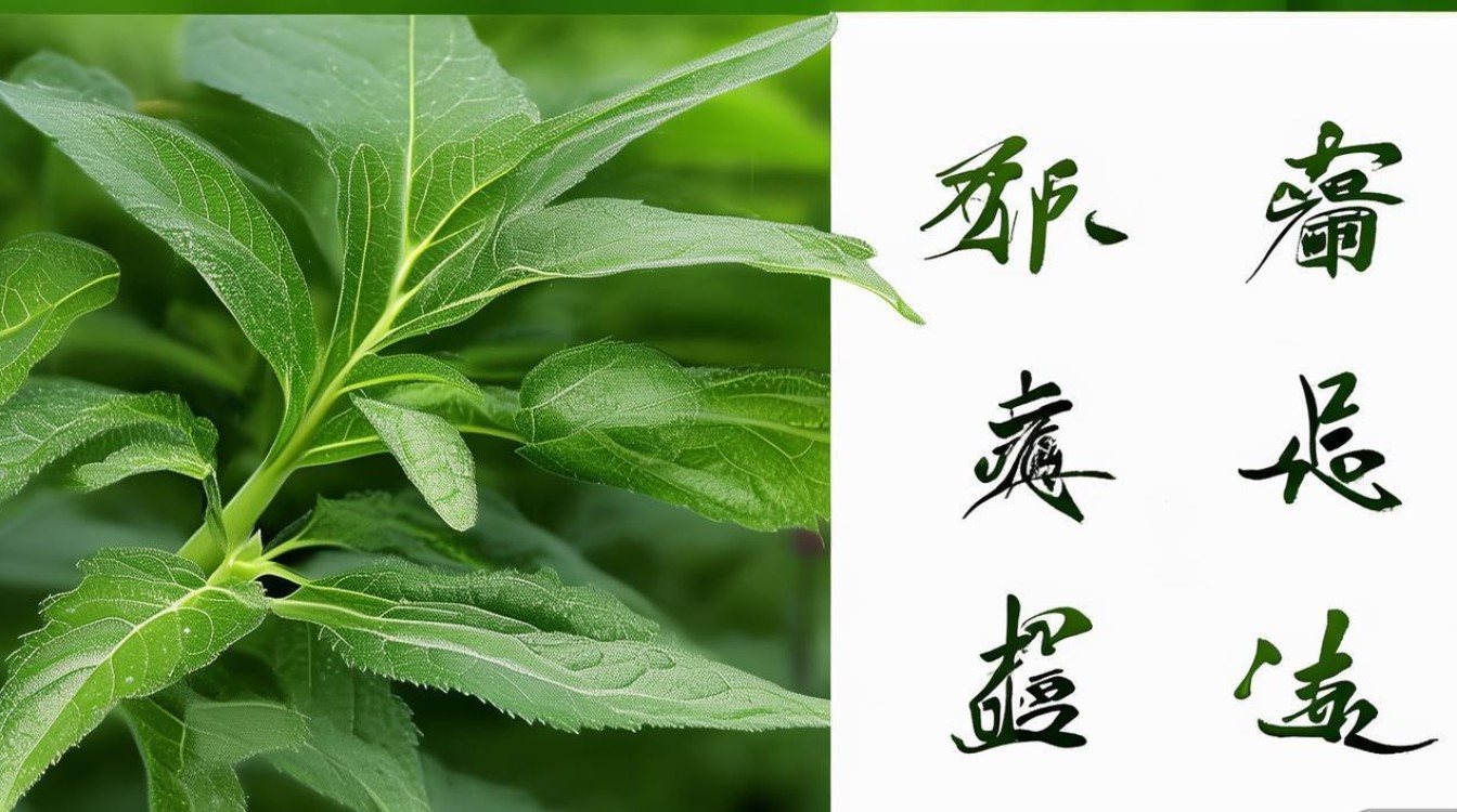 药材穿心莲