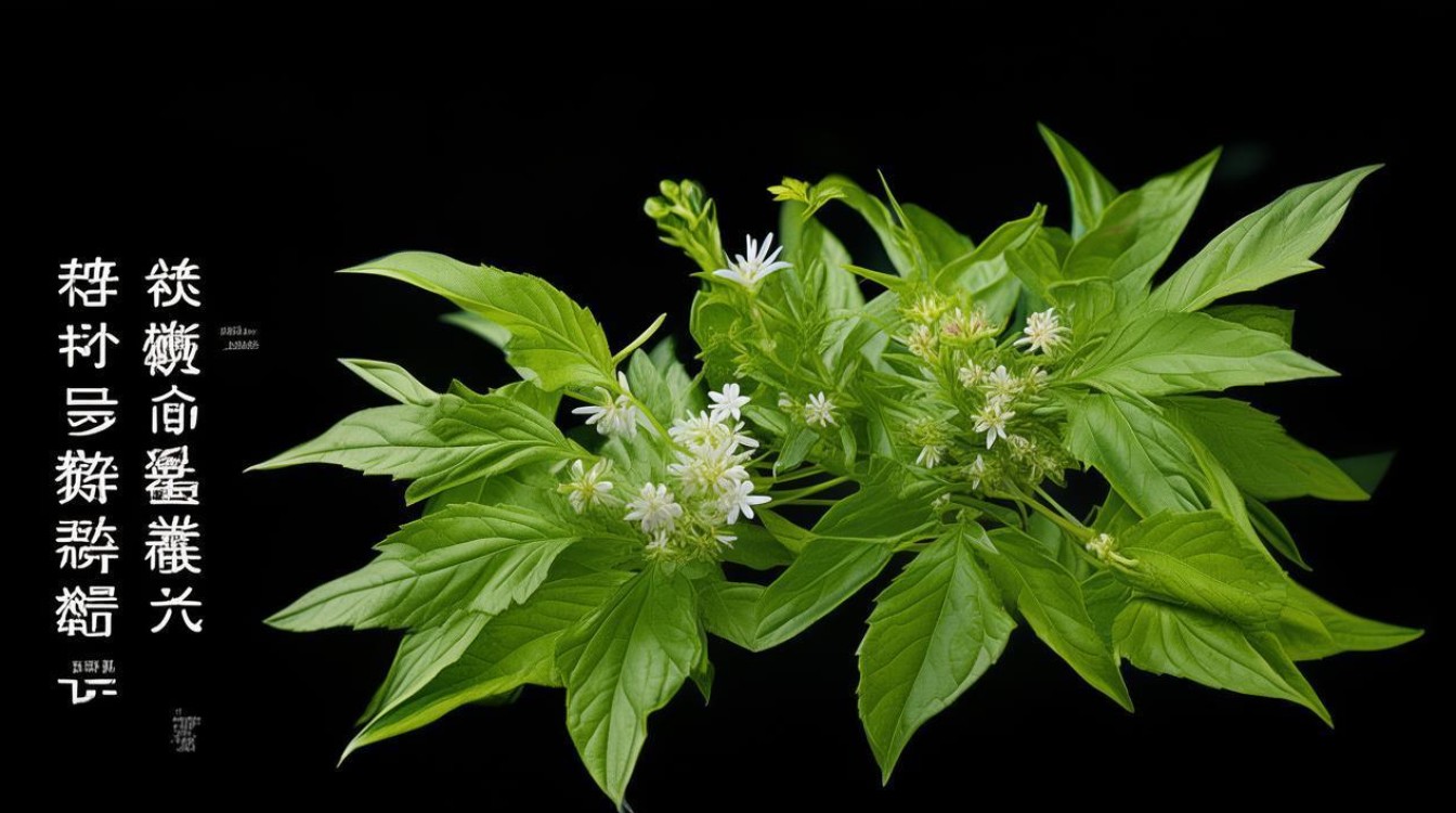 野生中草药吴芋图片