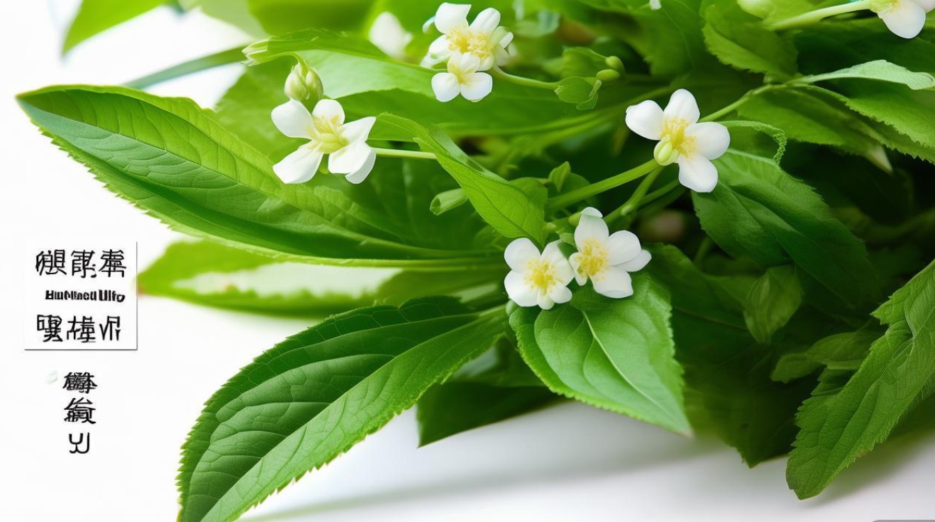 野生中草药吴芋图片