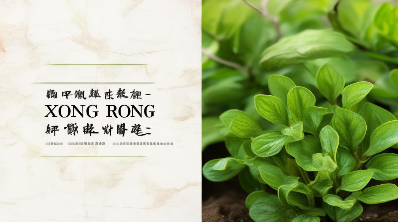 药材茺容