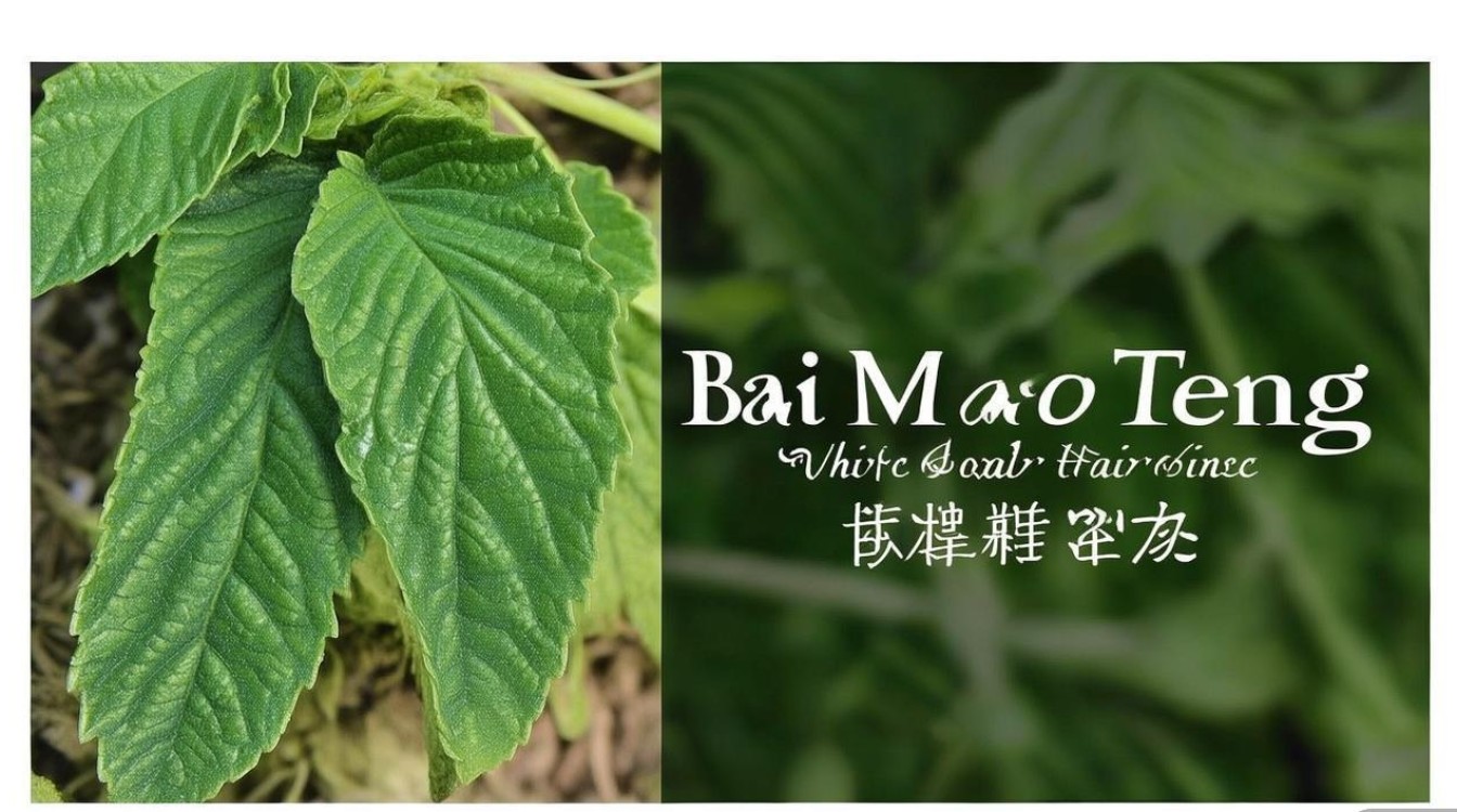 中草药白毛藤图片