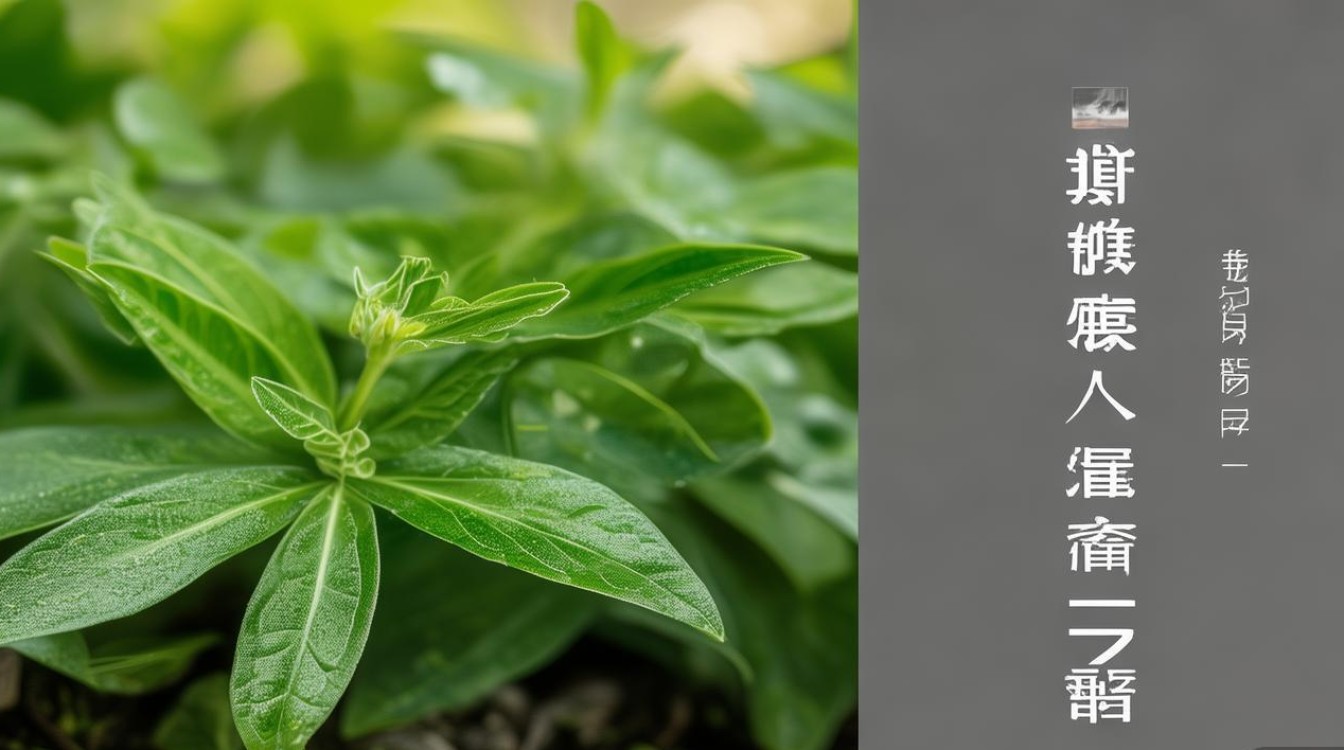 白子菜 药材