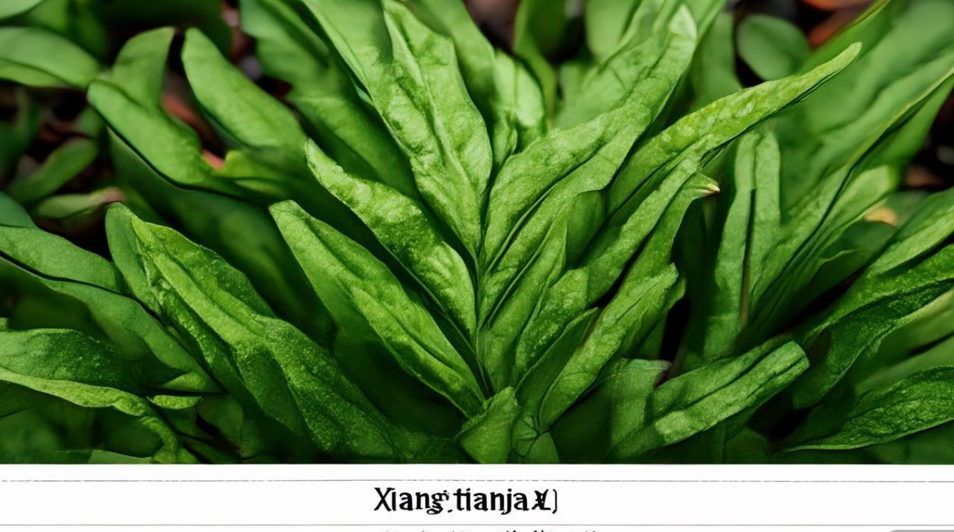 中草药向天盏