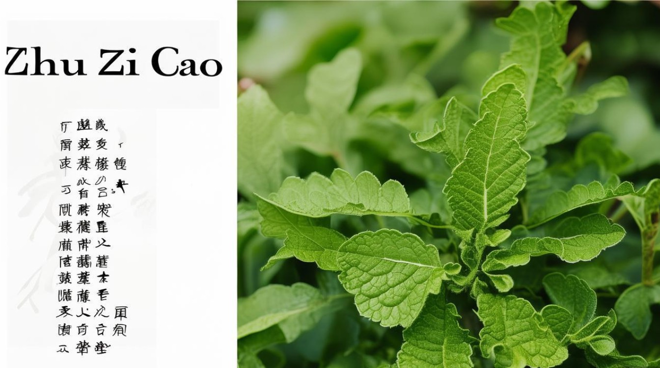 中草药珠子草图片