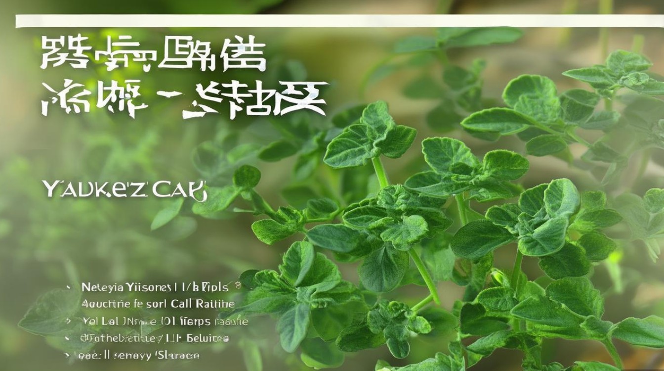 中草药腰子草图片