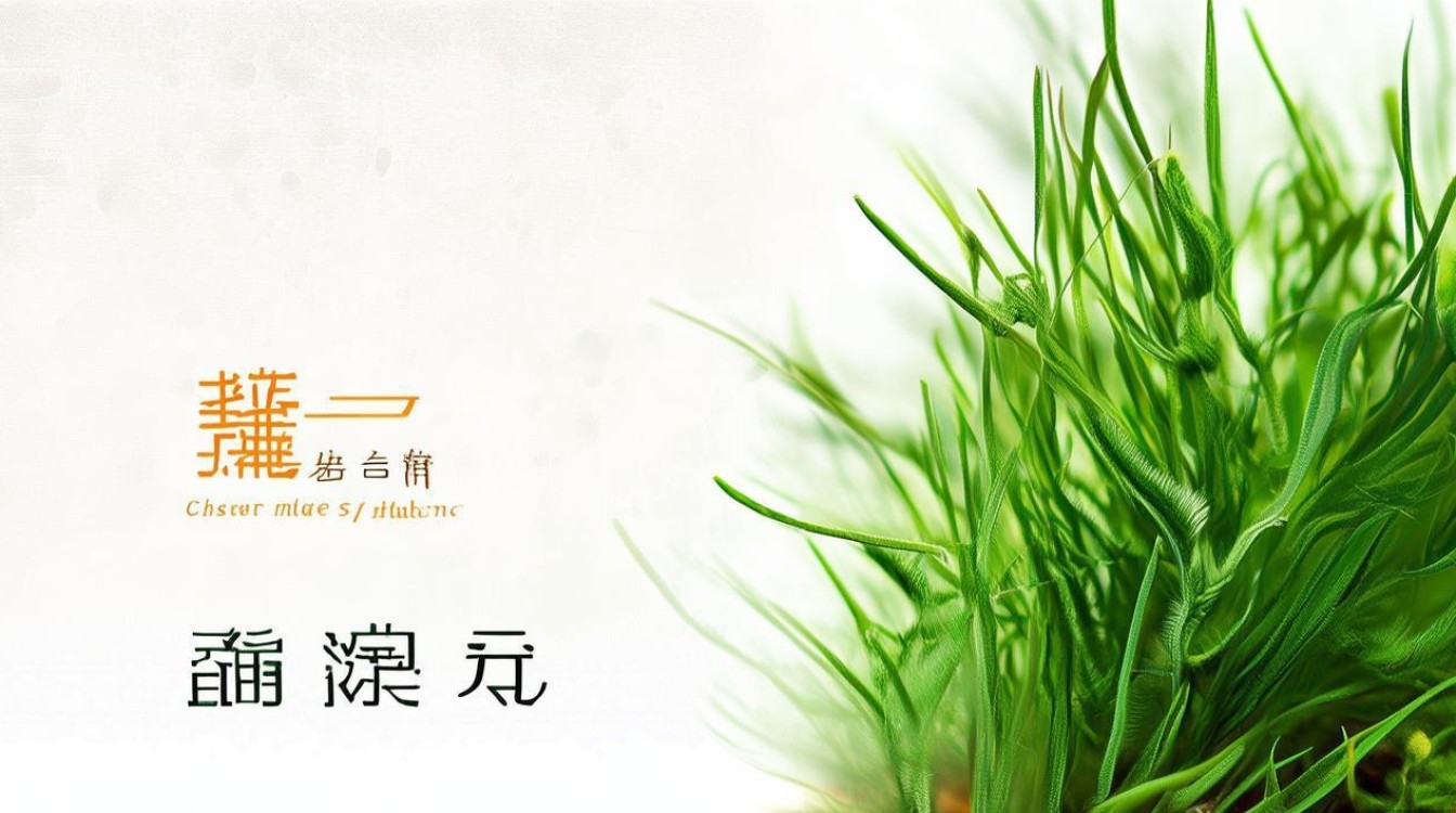 中草药马尾草图片