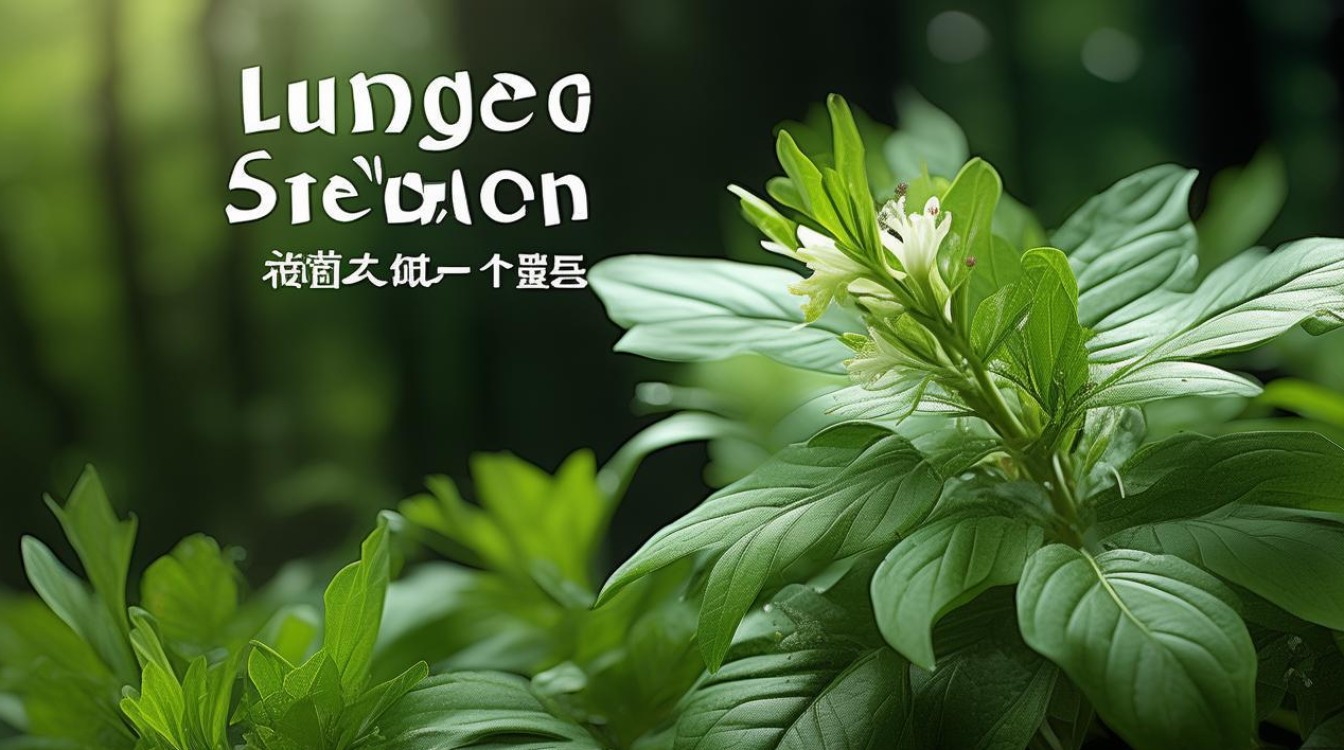 中草药图片肺痨草