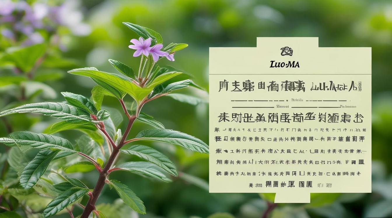 中药材罗布麻的功效