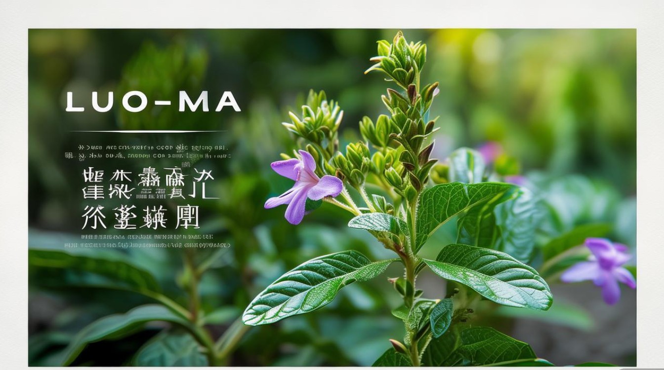 中药材罗布麻的功效