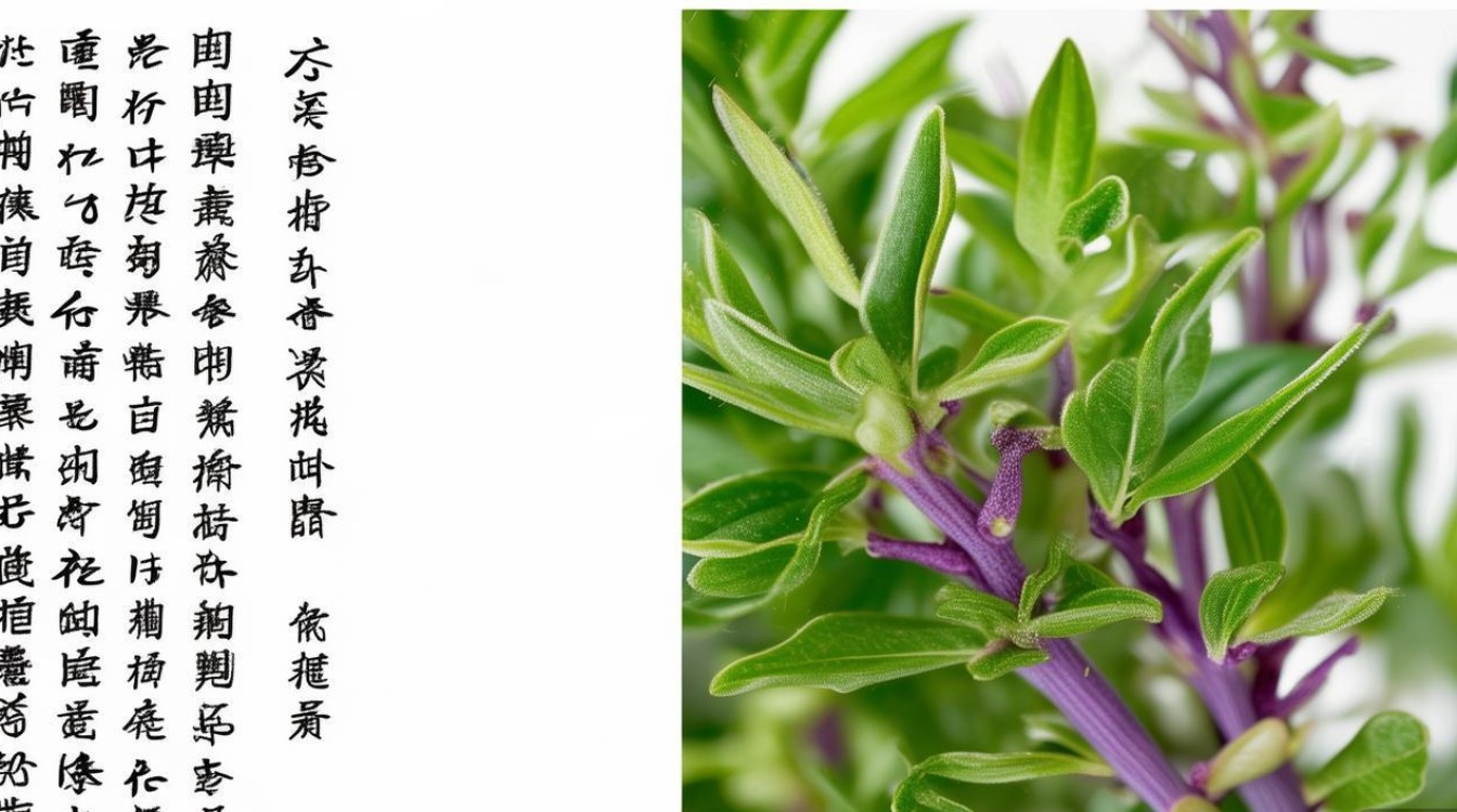 中草药川牛膝图片