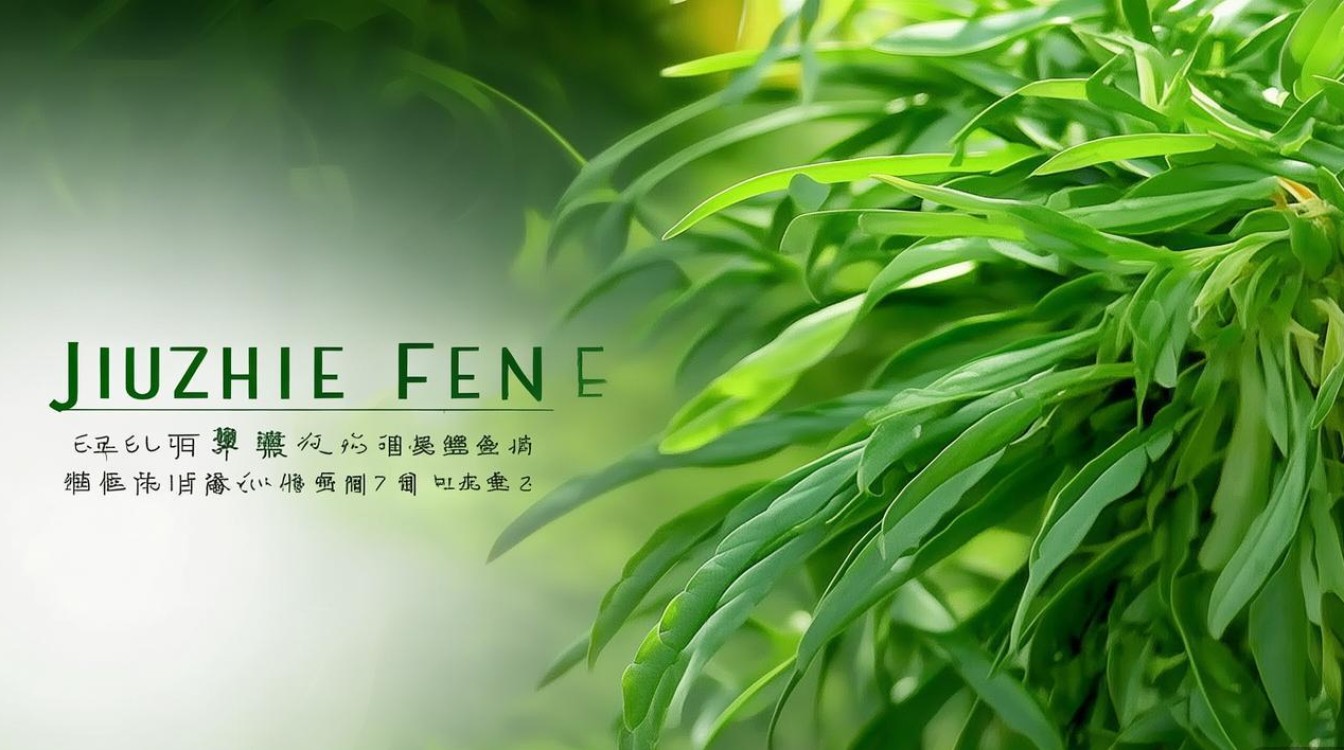 中草药九节风