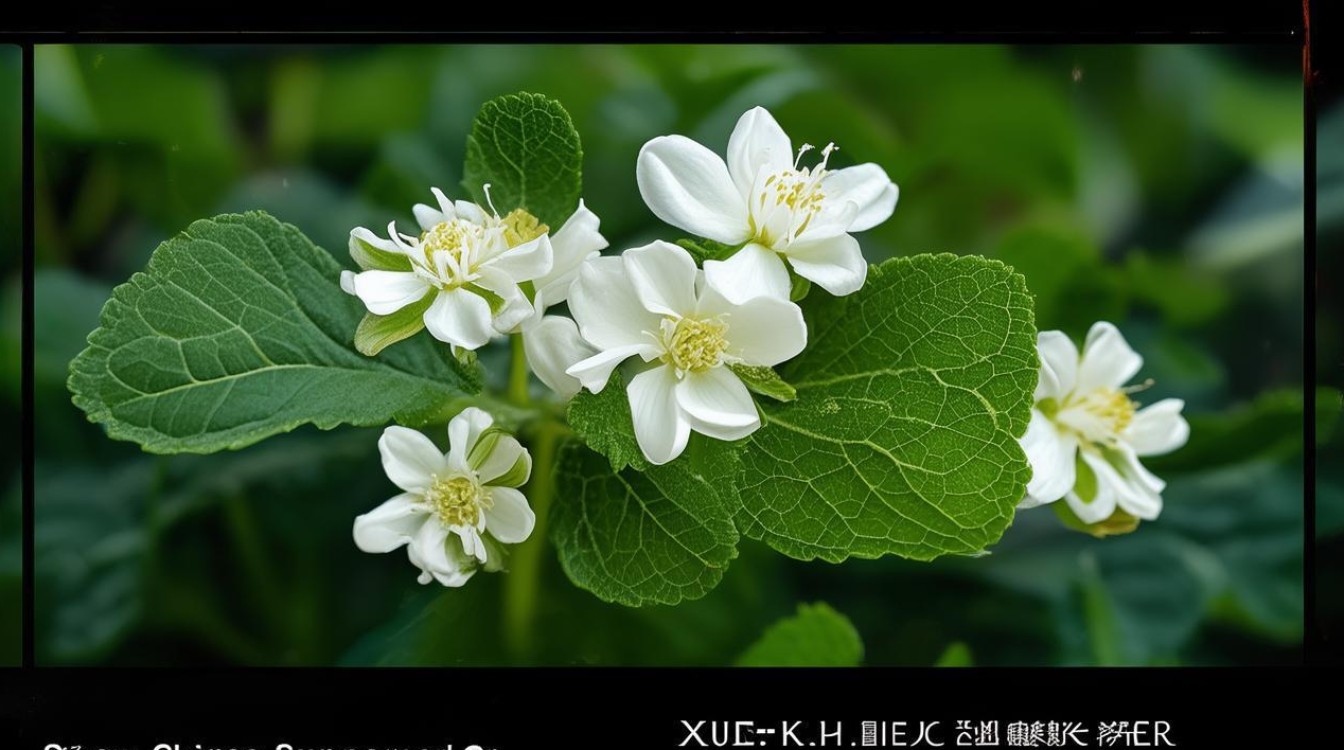 中草药雪里开图片