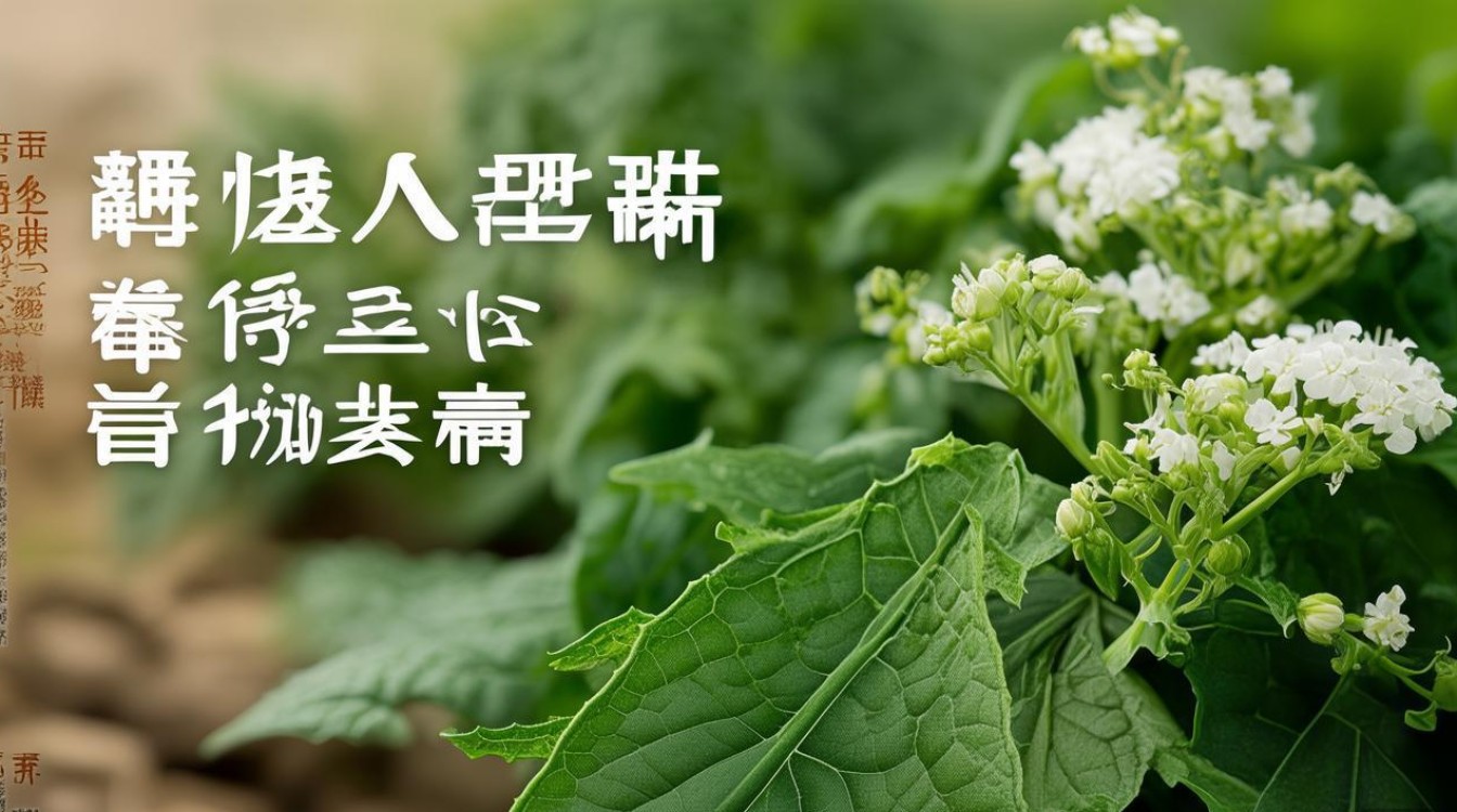中草药茹香图片