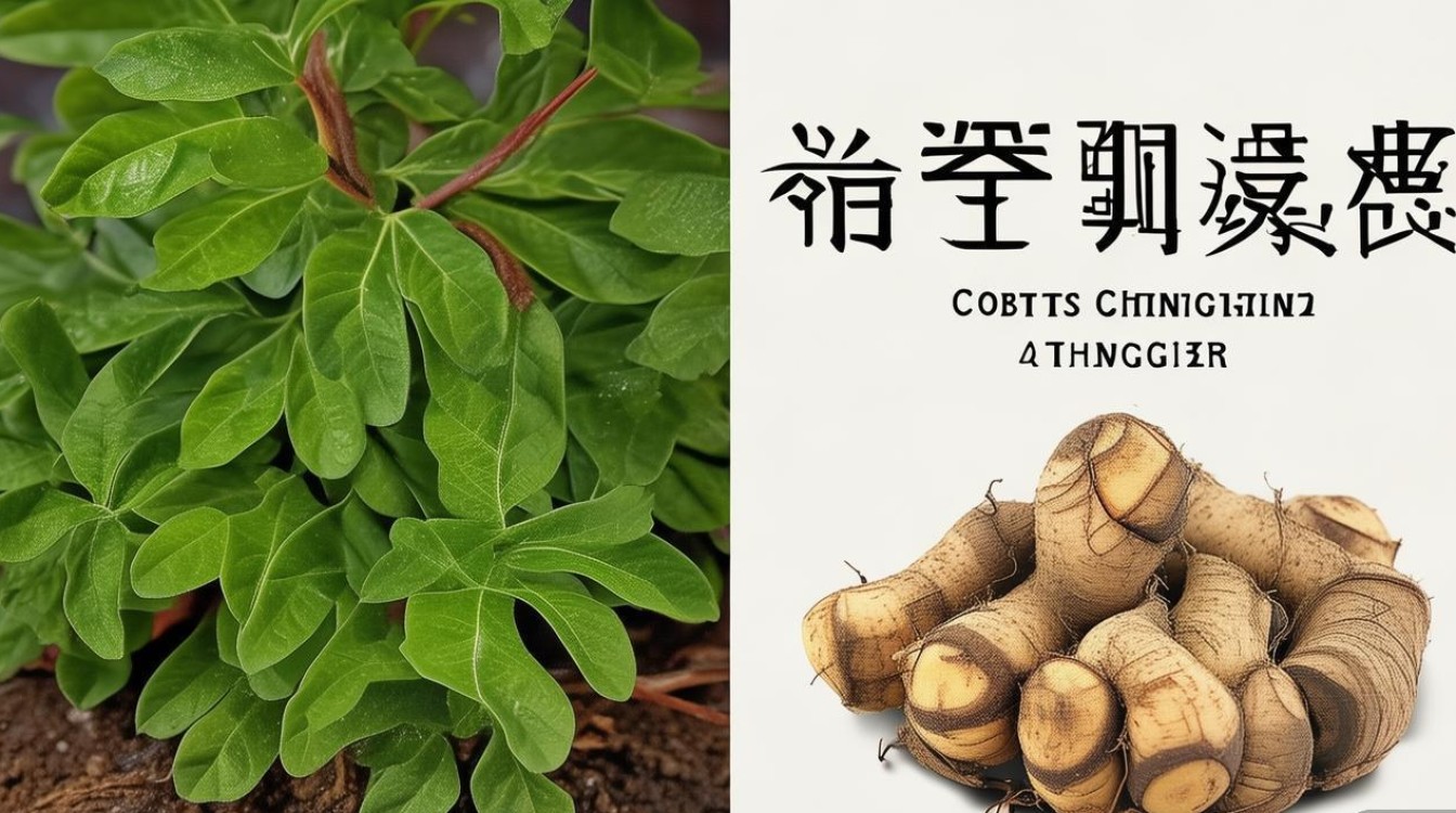 中草药黄连图片