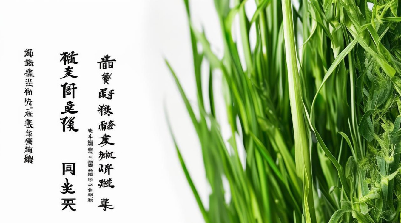 中草药筋骨草