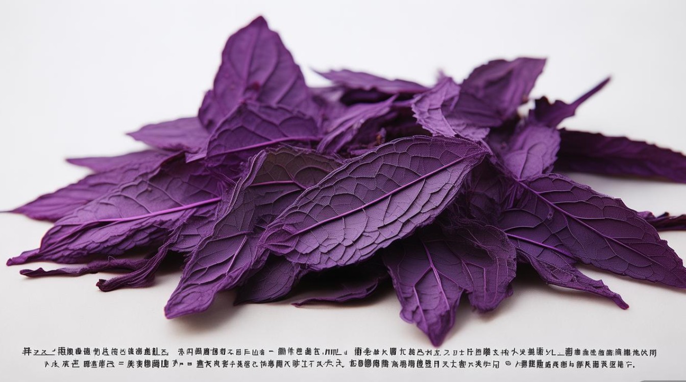 中药材紫苏图片