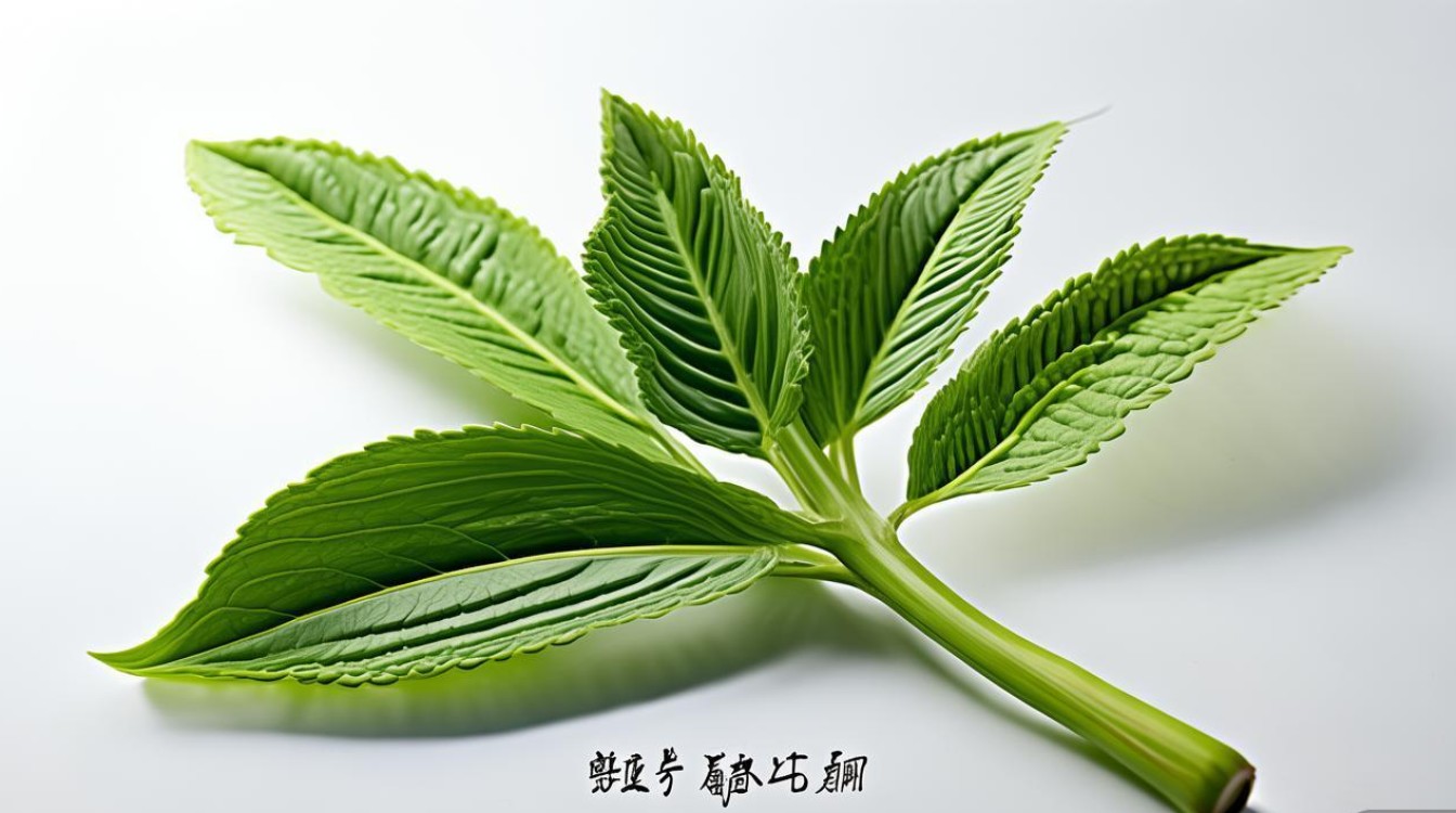 利尿的中草药图片