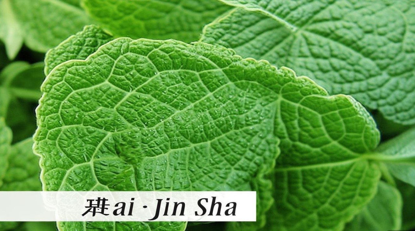 海金沙中药材