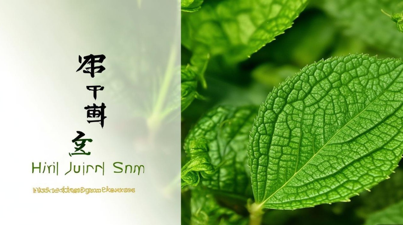 海金沙中药材