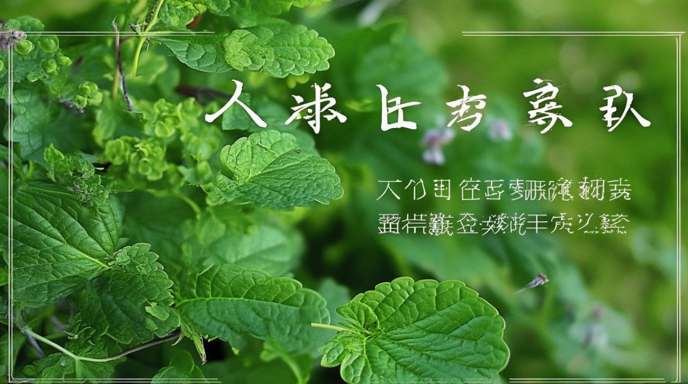 中草药蛤蟆草