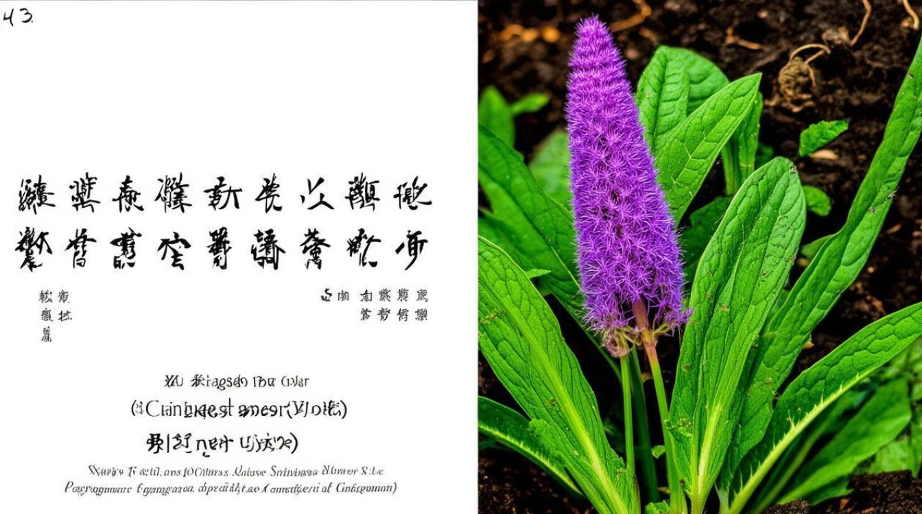 菖蒲药材图片