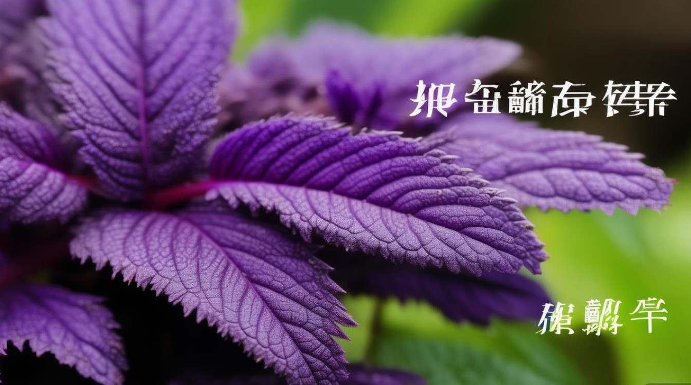 中草药紫草