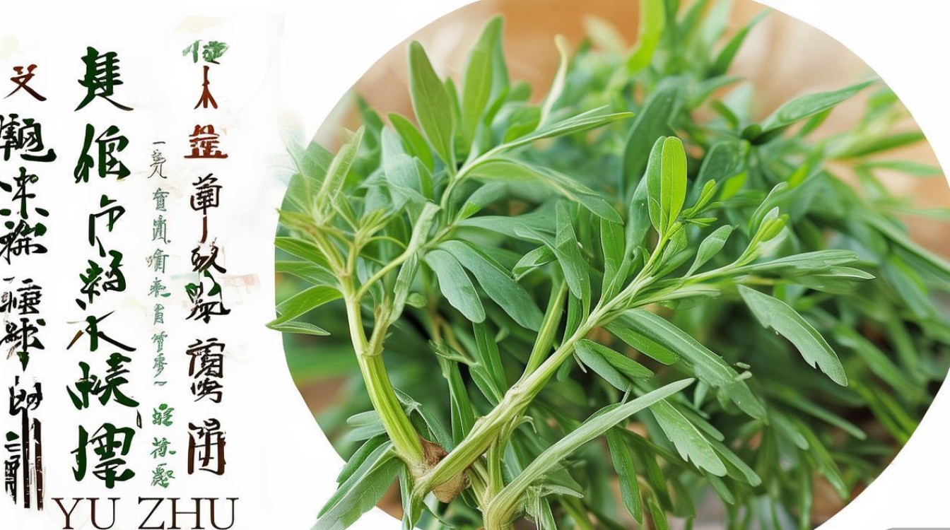 中药材玉竹图片
