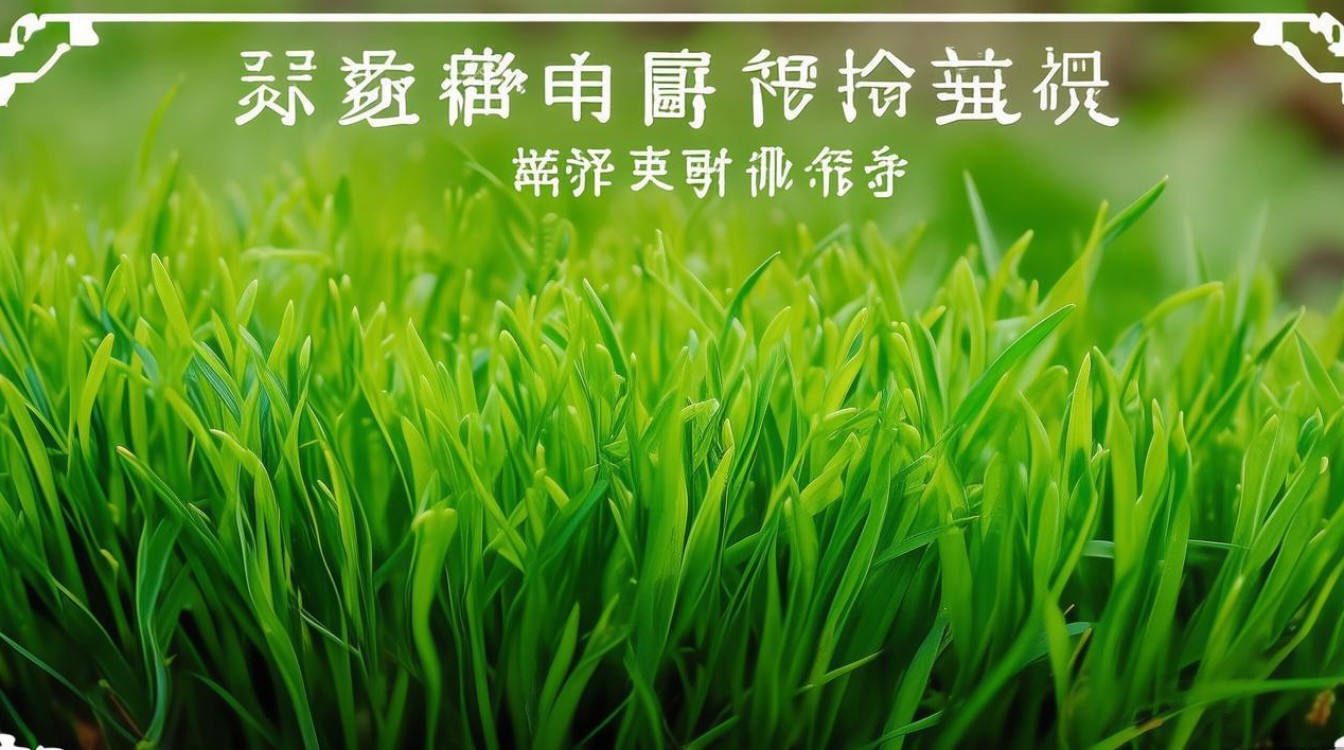 中草药疱疹草