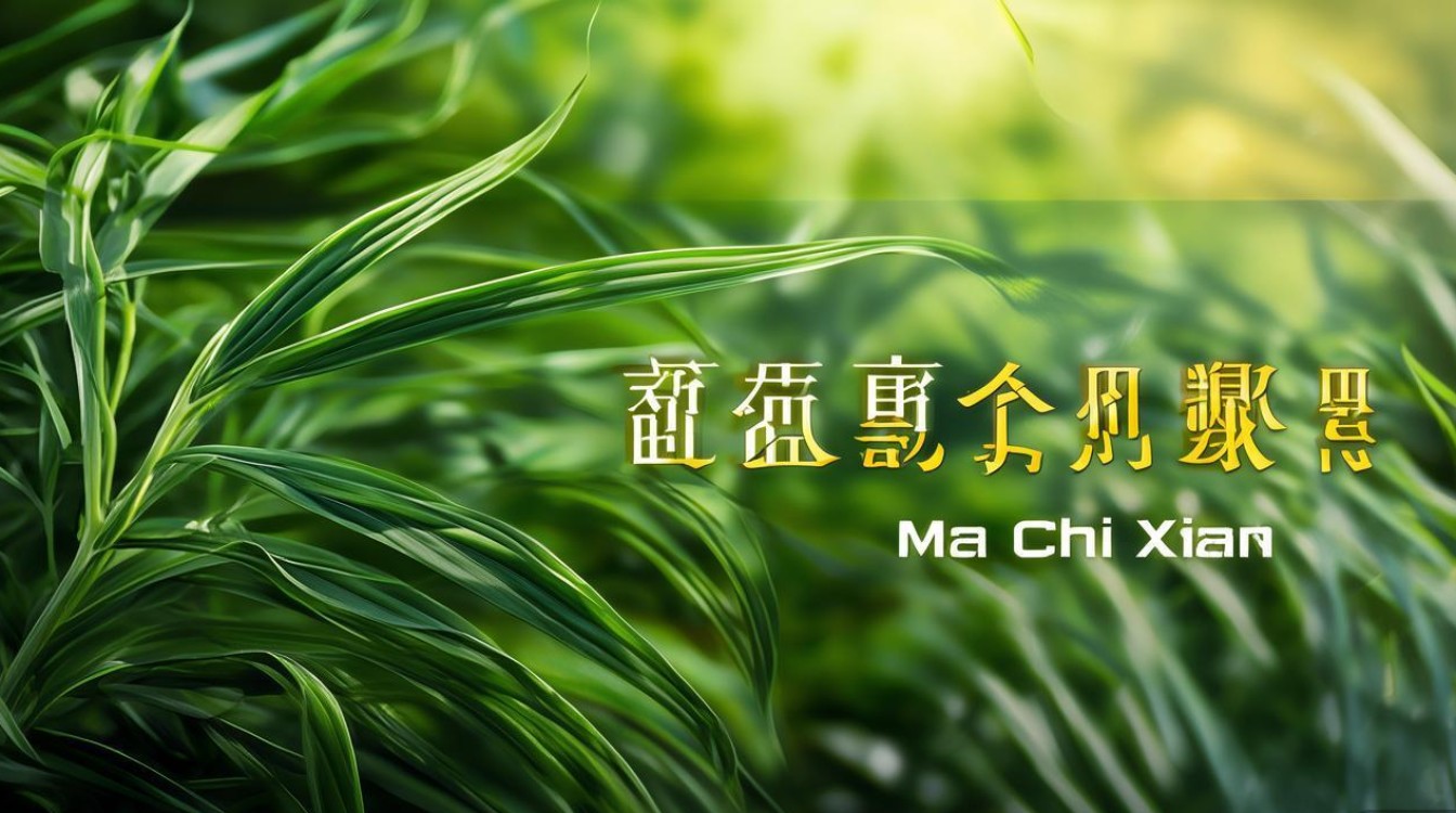 马齿苋药材