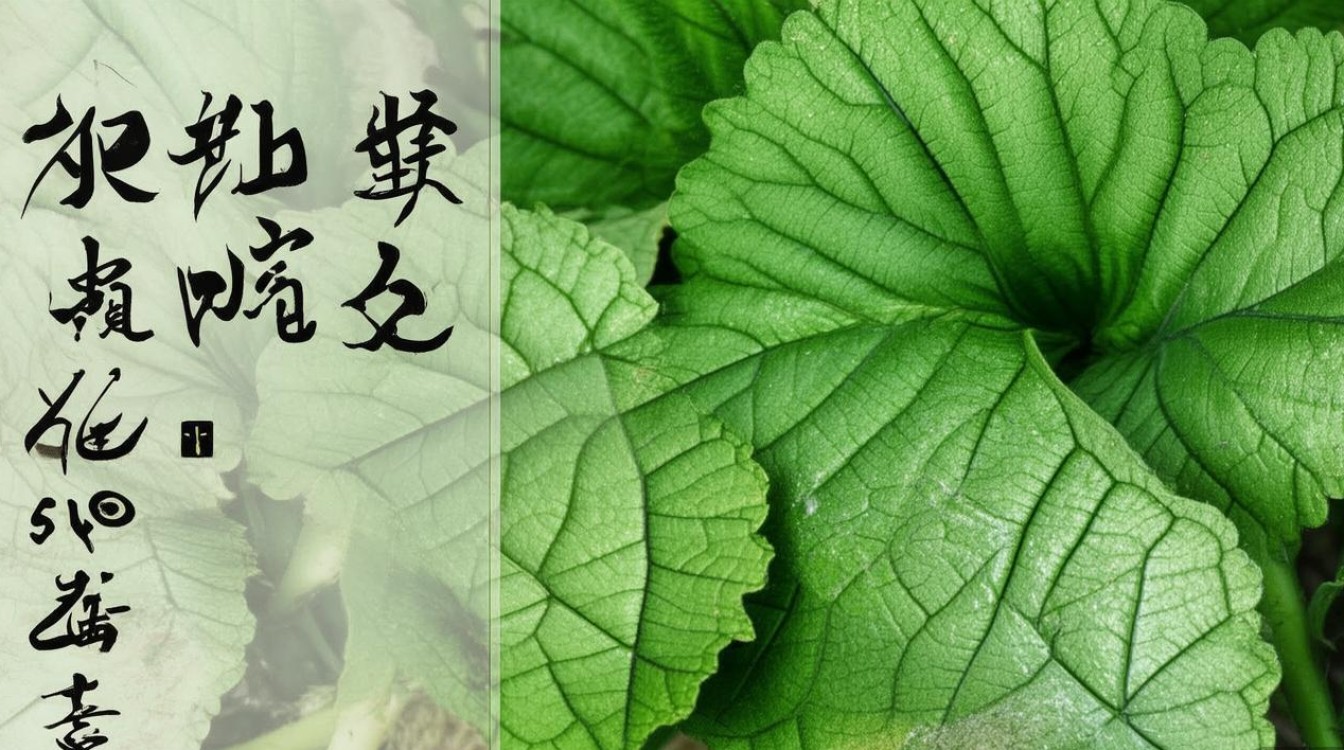 泽泻 中药材