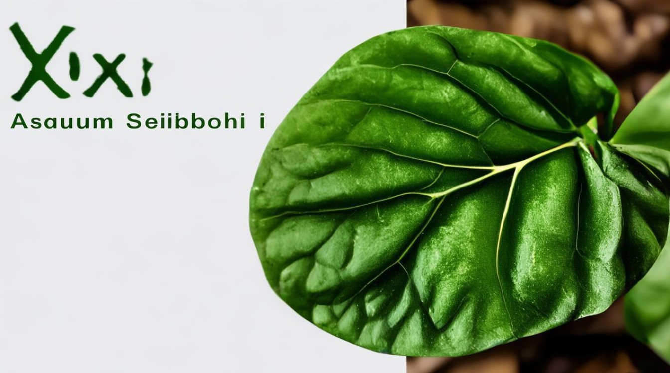 细辛药材图片