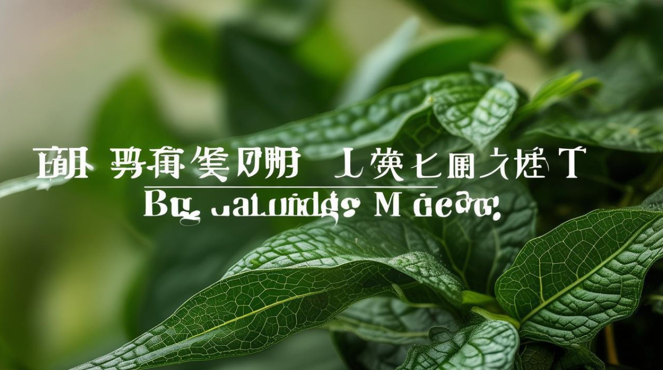 大叶千层塔中草药图片