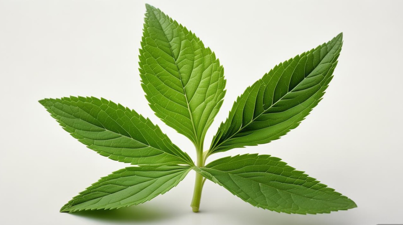 中草药一叶草图片